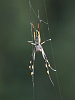 J17_1043 Unidentified spider